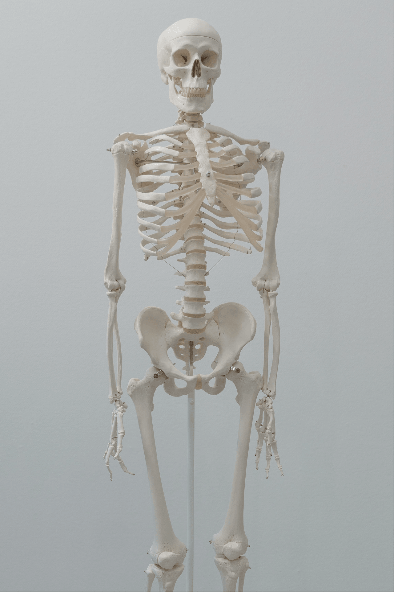 Full skeleton anatomical model at Crest Hill Clinic
