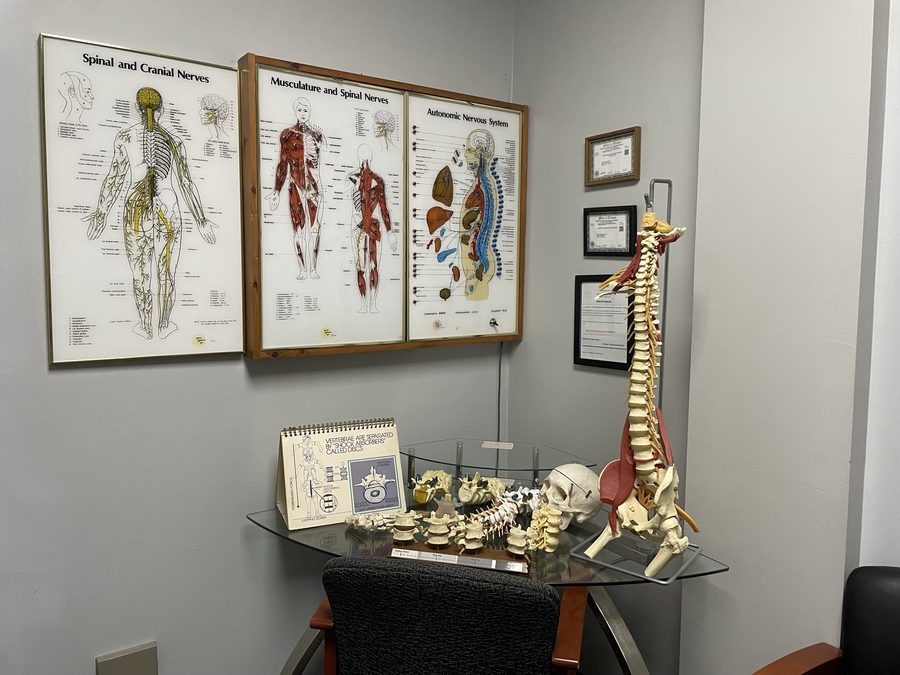 Educational anatomy displays at Crest Hill Clinic near Joliet